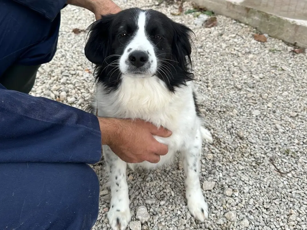 Adotta un cane, maschio, 11 anni e 4 mesi, Salerno