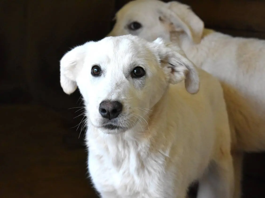 Adotta un cane, taglia media, maschio, Roma