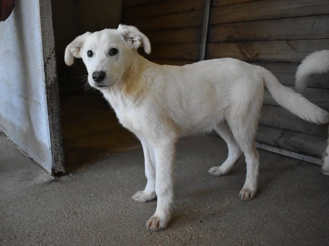 Adozione cane, maschio, Pastore maremmano Razza sconosciuta, 1 anno e 4 mesi, taglia media, Roma