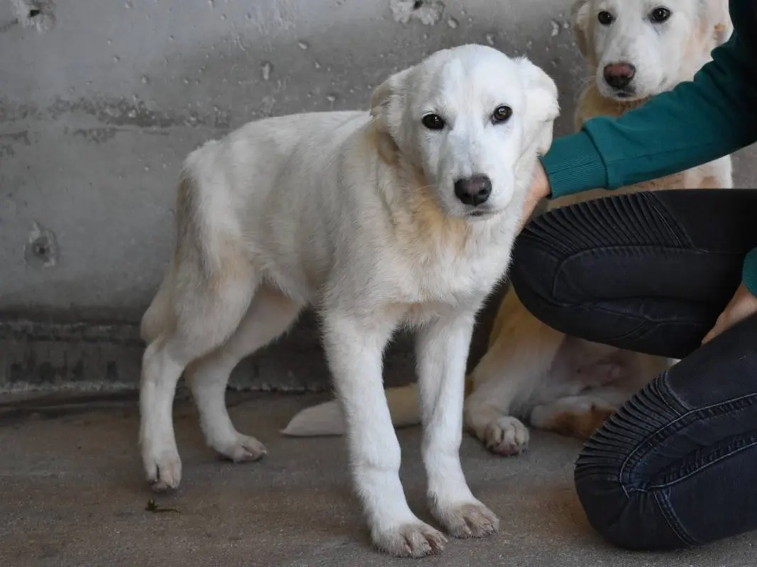 Adotta un cane, maschio, 1 anno e 4 mesi, Roma