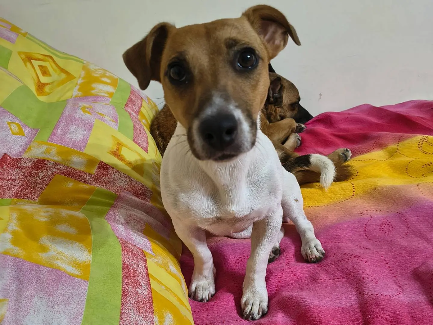 Adozione cane, femmina, Jack Russell Terrier Jack Russell Terrier, 1 anno e 7 mesi, taglia piccola, Napoli