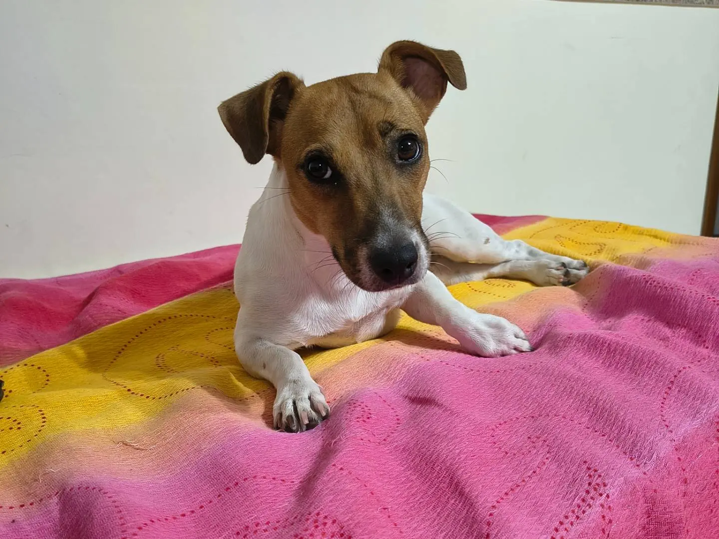 Adotta un cane, femmina, 1 anno e 7 mesi, Napoli