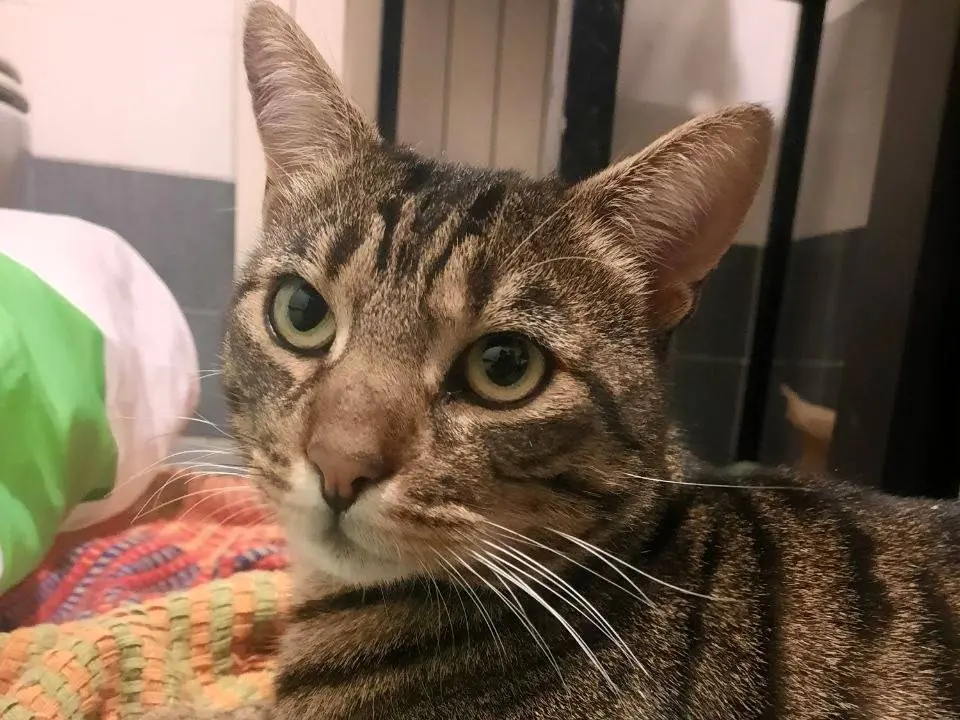 Adozione gatto, maschio, Razza sconosciuta Razza sconosciuta, 5 anni e 6 mesi, taglia non valida, Monza