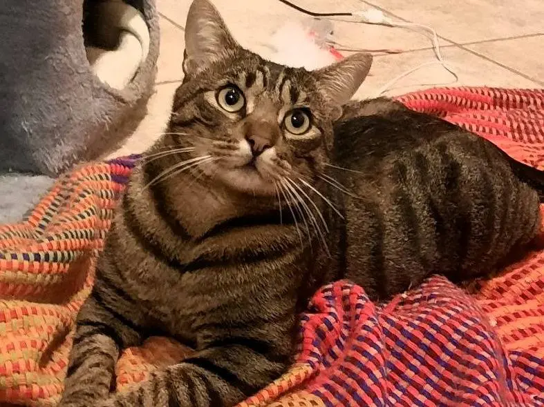 Adotta un gatto, maschio, 5 anni e 6 mesi, Monza