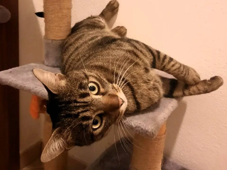 Adotta un gatto, taglia non valida, maschio, Monza