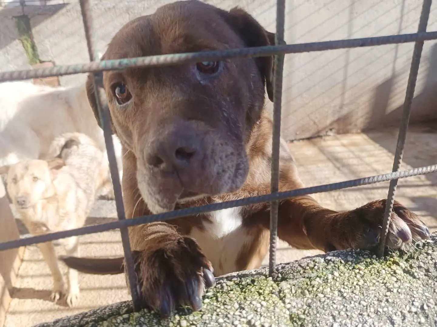 Adozione cane, maschio, Razza sconosciuta Razza sconosciuta, 9 anni e 1 mese, taglia grande, Avellino