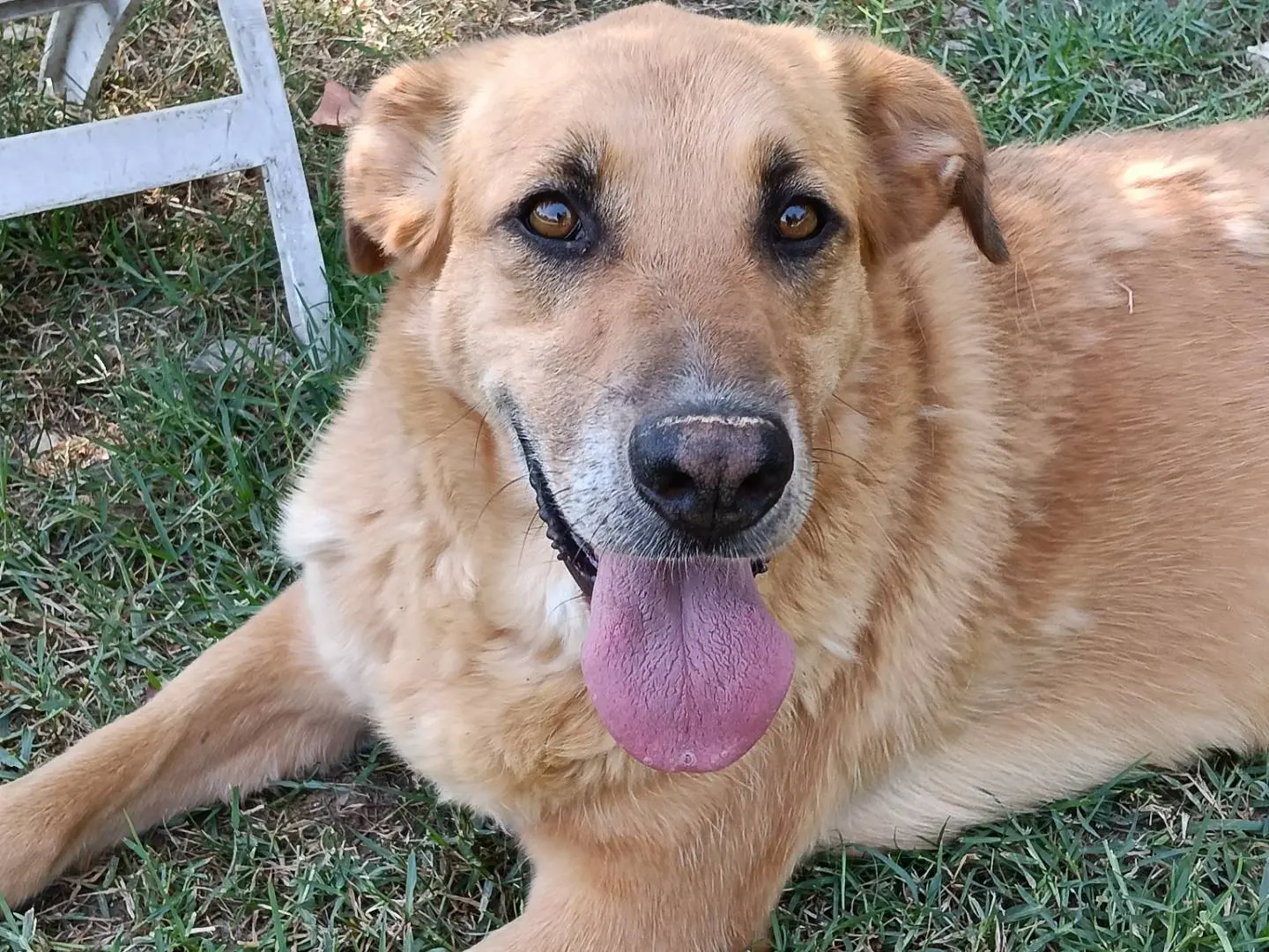 Adotta un cane, maschio, 5 anni e 8 mesi, Frosinone