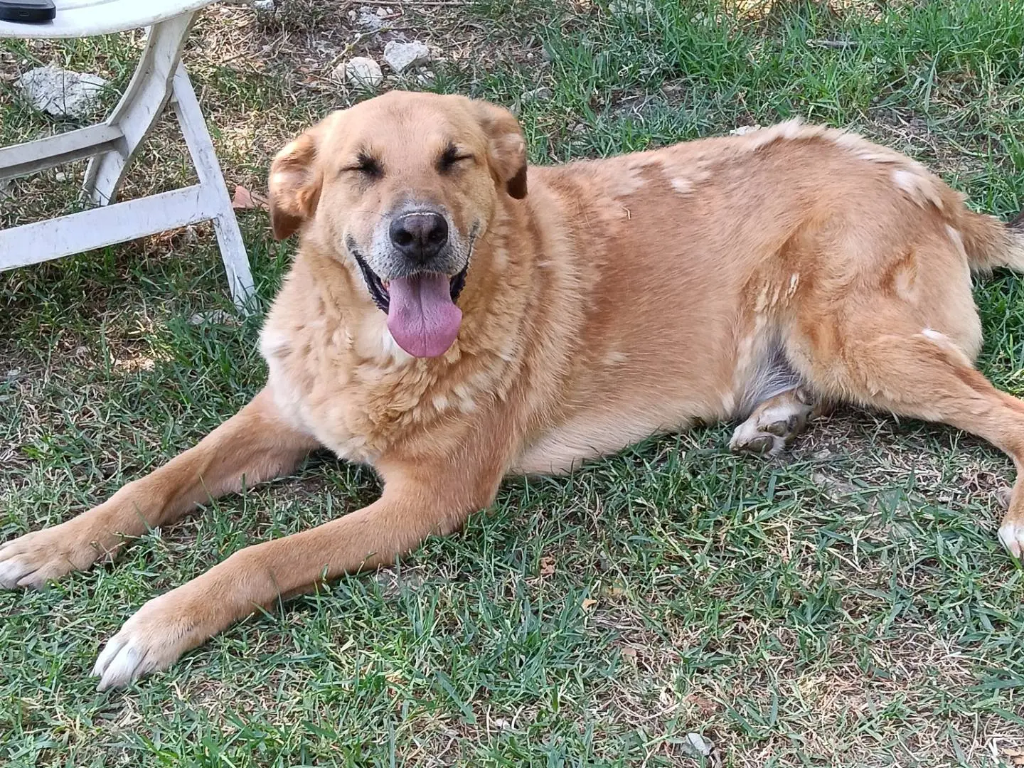 Adozione cane, maschio, Razza sconosciuta Razza sconosciuta, 5 anni e 8 mesi, taglia grande, Frosinone