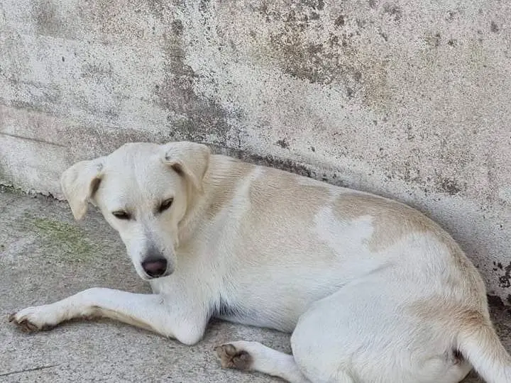 Foto 2 dell'animale
