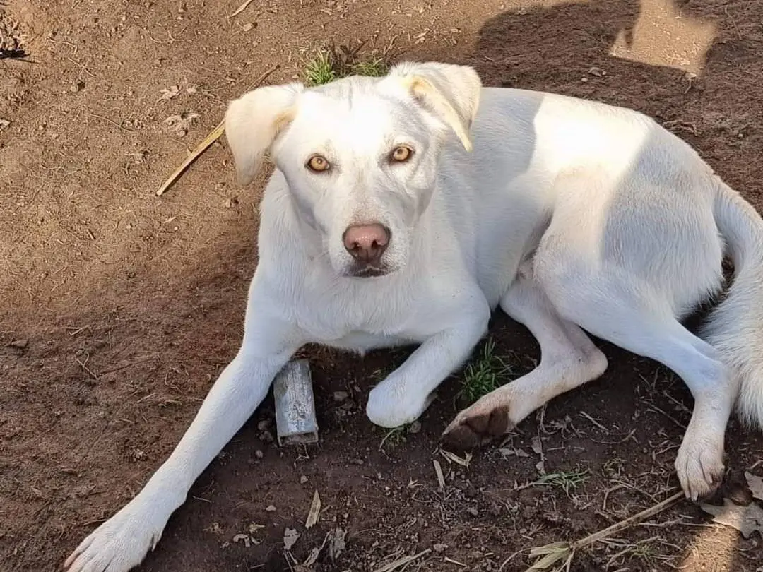 Adotta un cane, maschio, 5 anni e 2 mesi, Latina