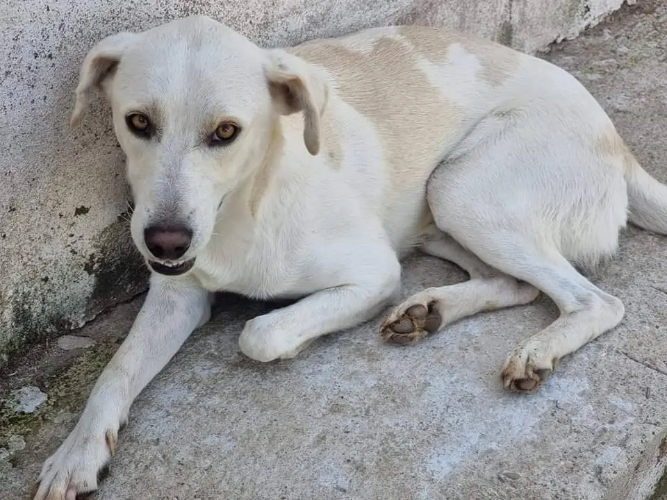 Adotta il cane Blanco a Latina