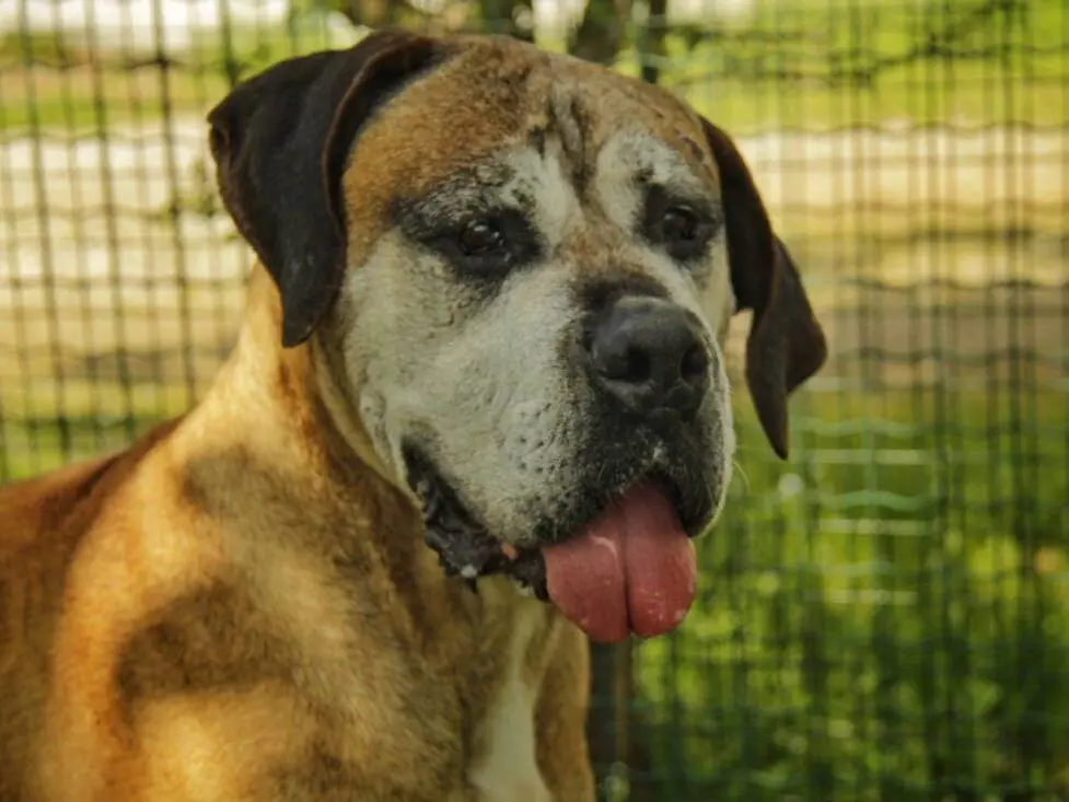 Adotta un cane, maschio, 10 anni e 11 mesi, Lodi