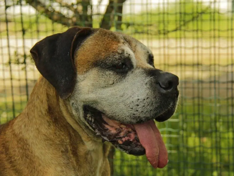 Adozione cane, maschio, Alano Razza sconosciuta, 10 anni e 11 mesi, taglia gigante, Lodi