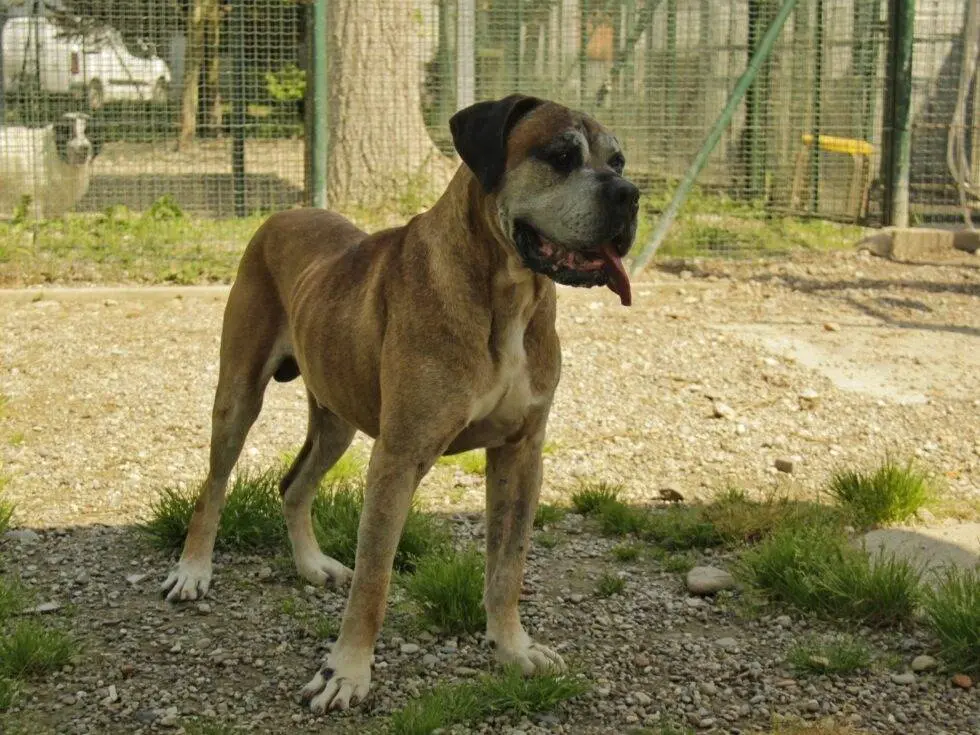 Adotta un cane, taglia gigante, maschio, Lodi