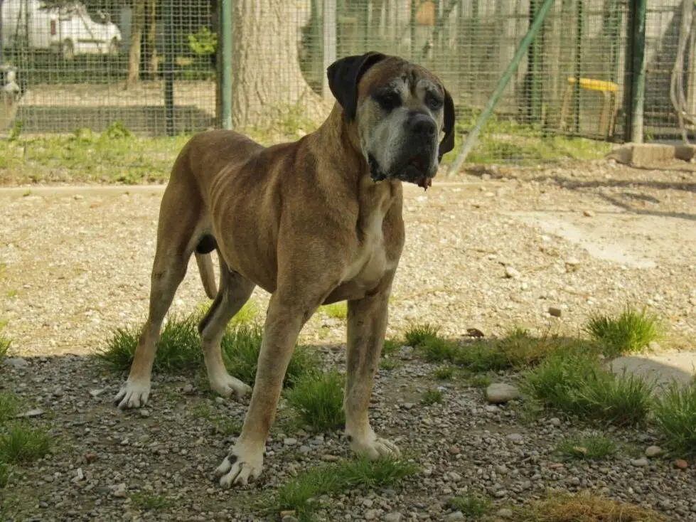 Vuoi adottare un cane a Lodi?