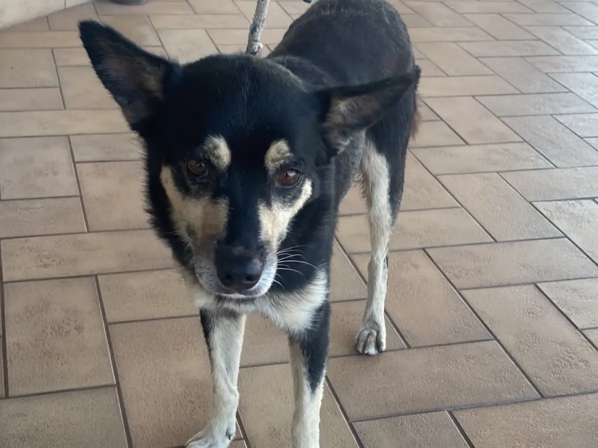Adozione cane, maschio, Razza sconosciuta Razza sconosciuta, 1 anno e 9 mesi, taglia media contenuta, Latina