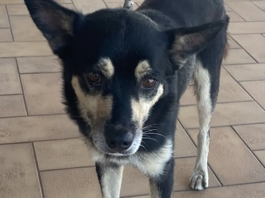 Adotta un cane, maschio, 1 anno e 9 mesi, Latina