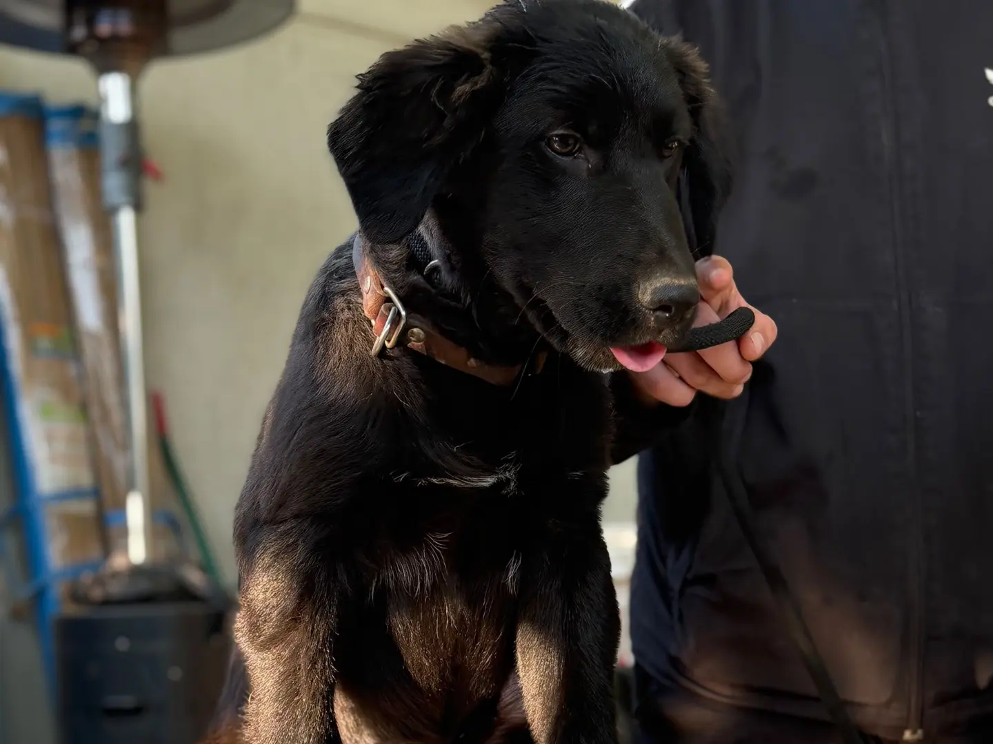 Adotta il cane Ragù a Milano