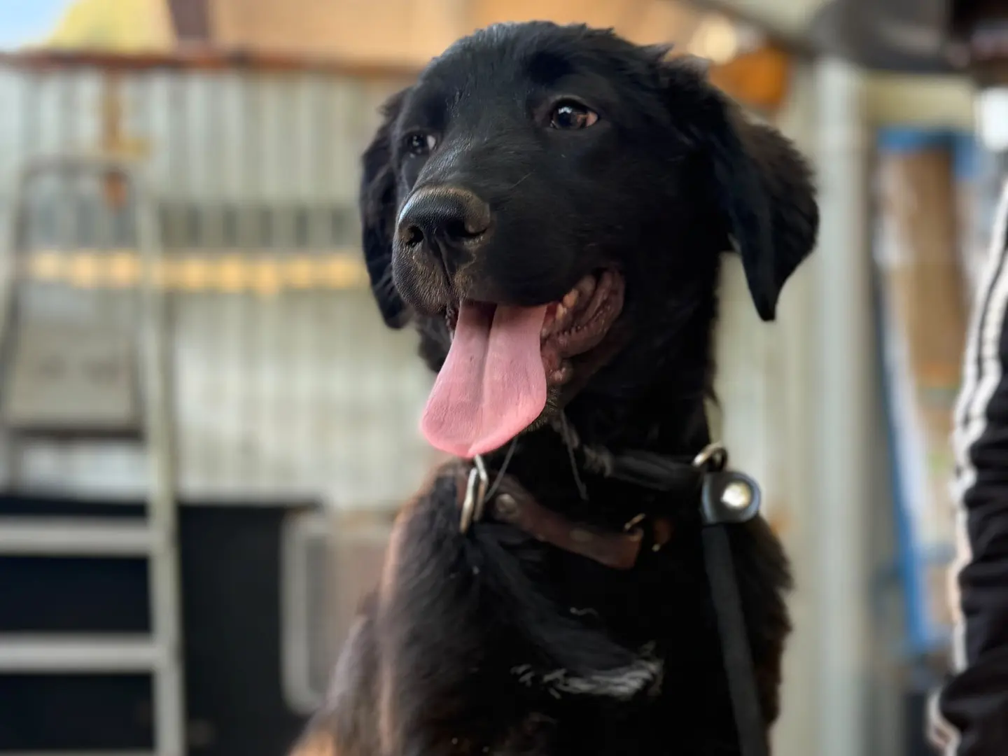 Adotta un cane, maschio, 5 mesi, Milano