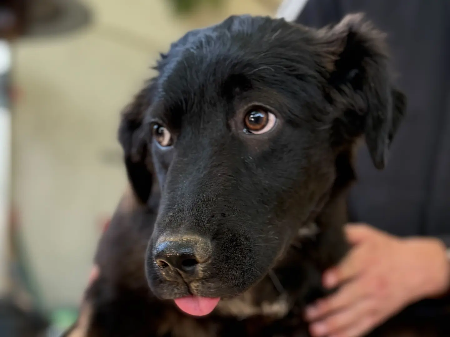 Vuoi adottare un cane a Milano?