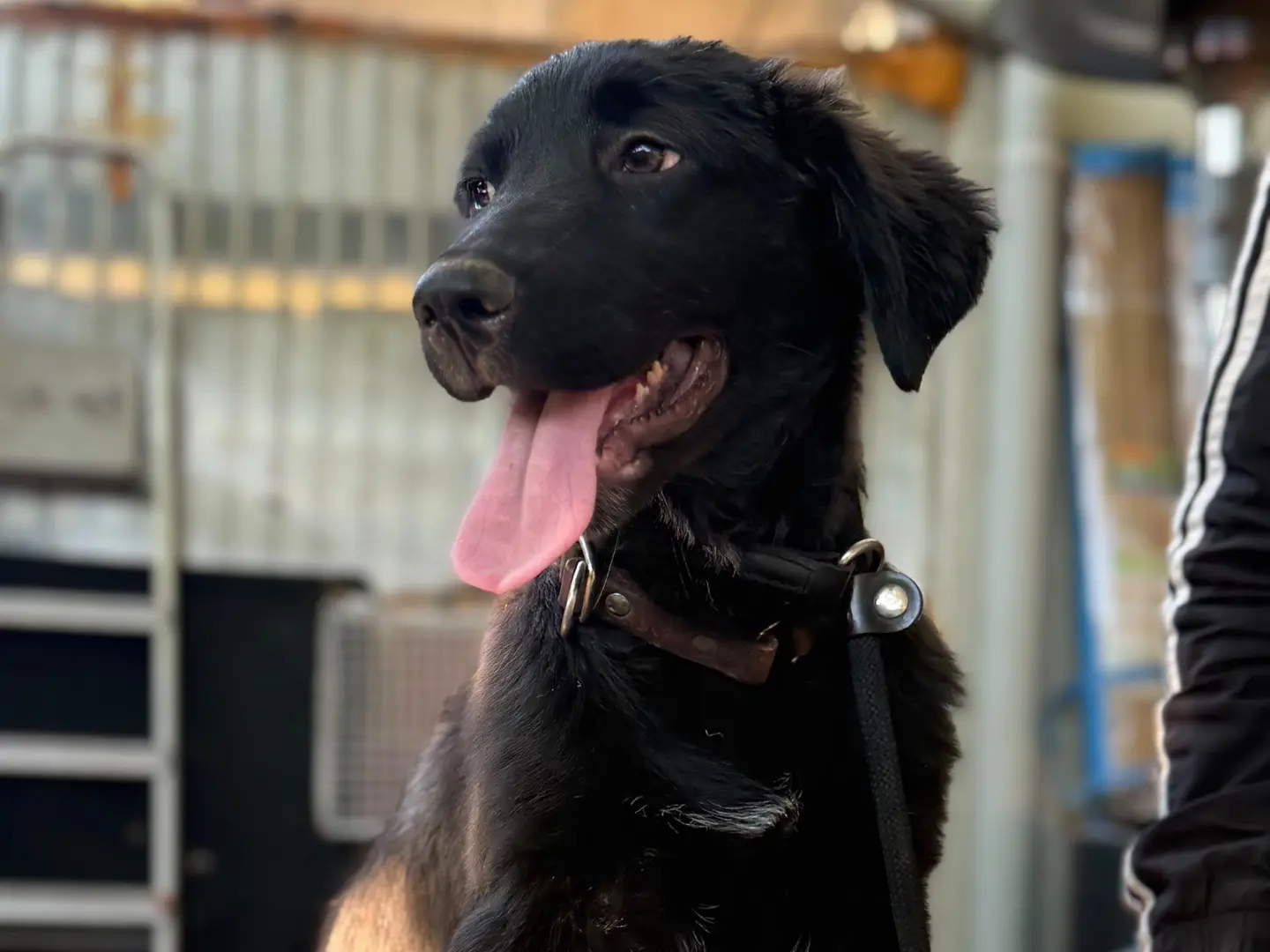 Adozione cane, maschio, Razza sconosciuta Razza sconosciuta, 5 mesi, taglia grande, Milano