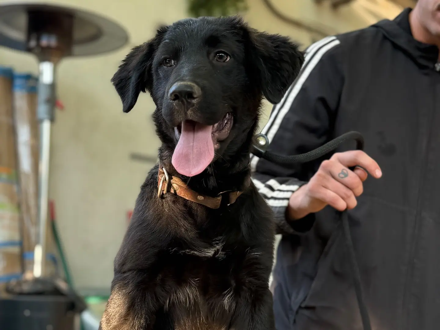 Adotta un cane, taglia grande, maschio, Milano