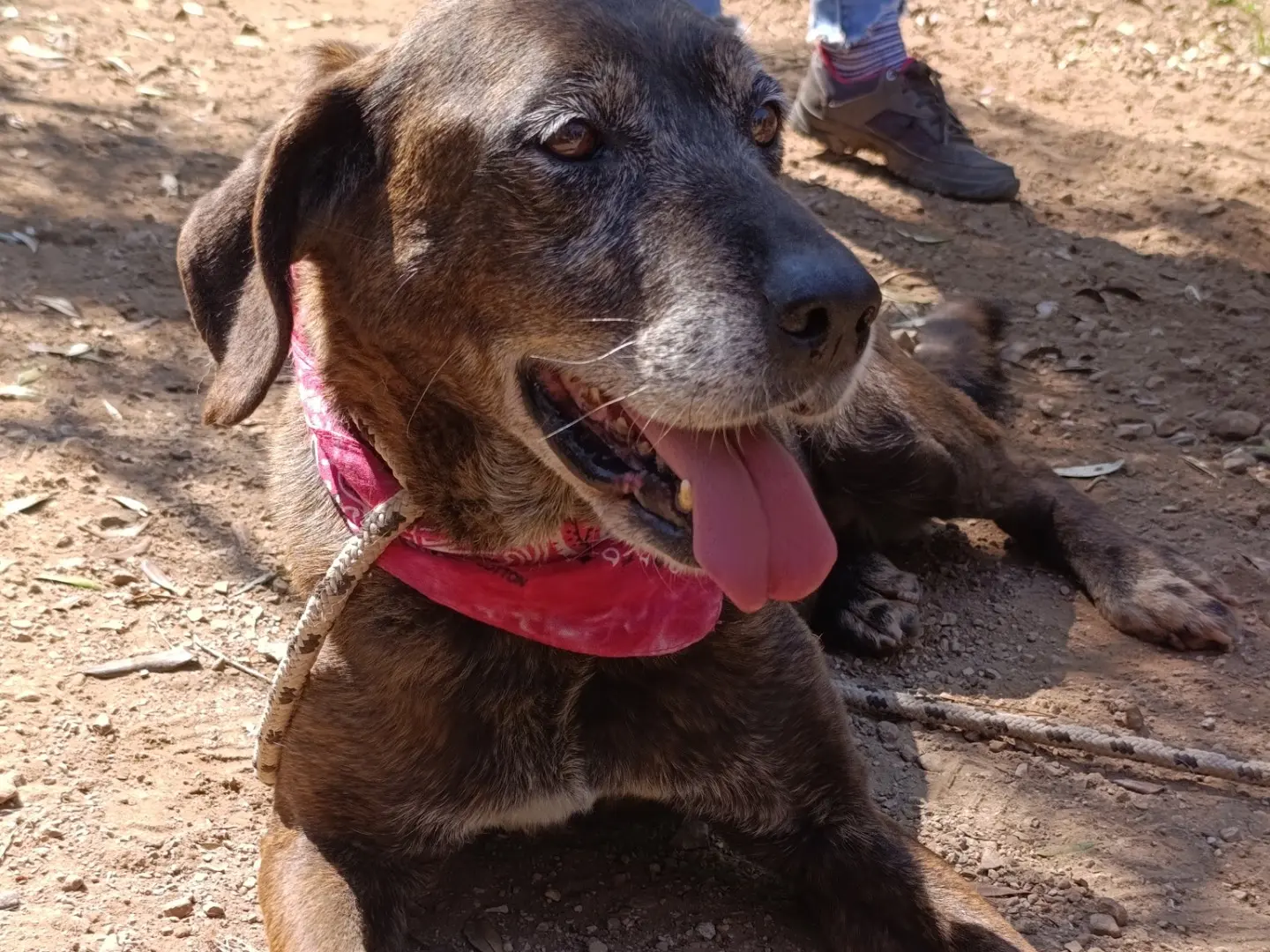 Adotta un cane, femmina, 9 anni e 6 mesi, Latina