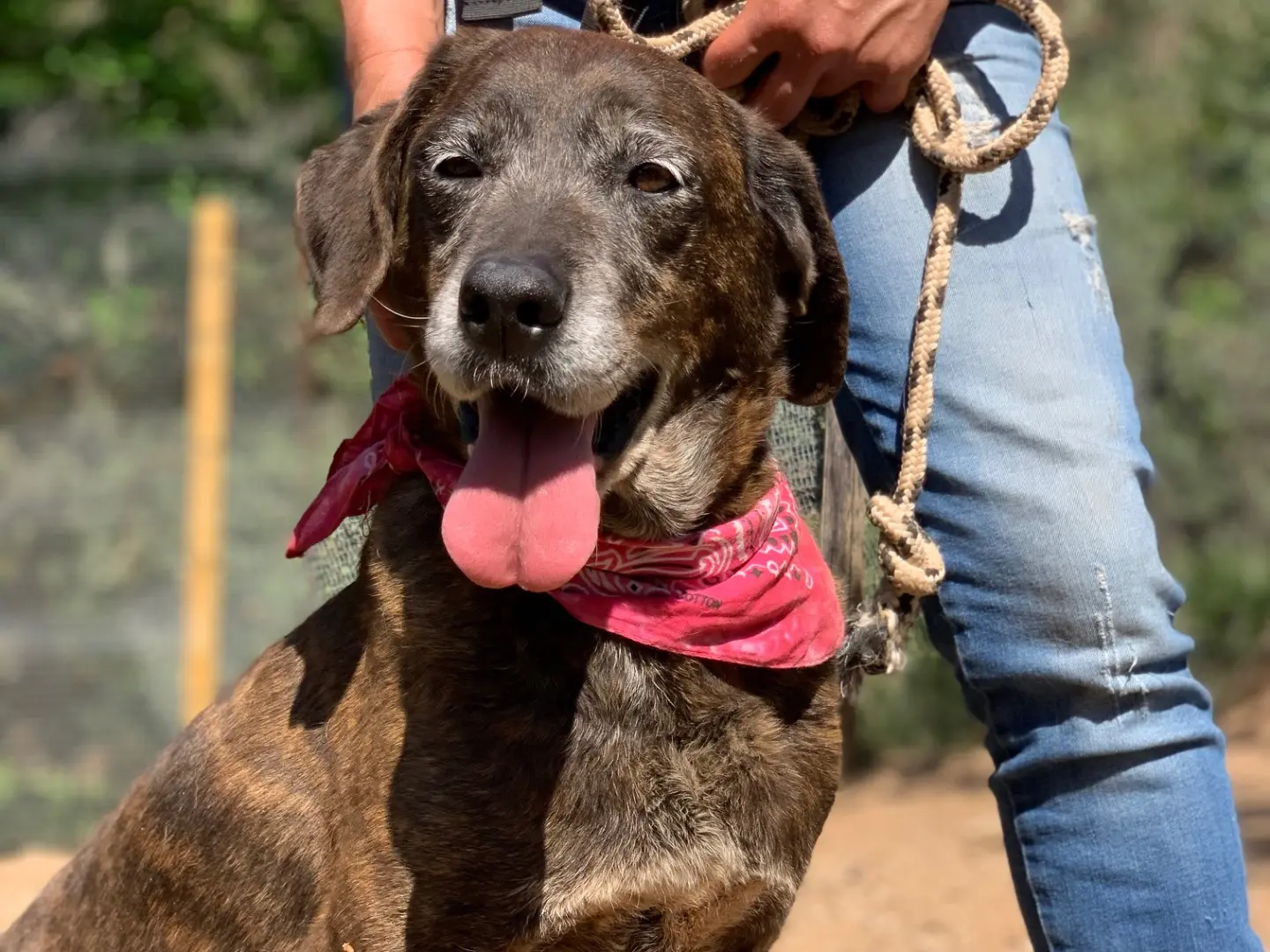 Adotta un cane, taglia media, femmina, Latina