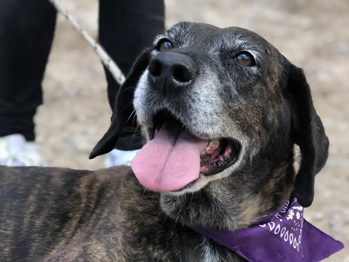 Adozione cane, femmina, Razza sconosciuta Razza sconosciuta, 9 anni e 6 mesi, taglia media, Latina