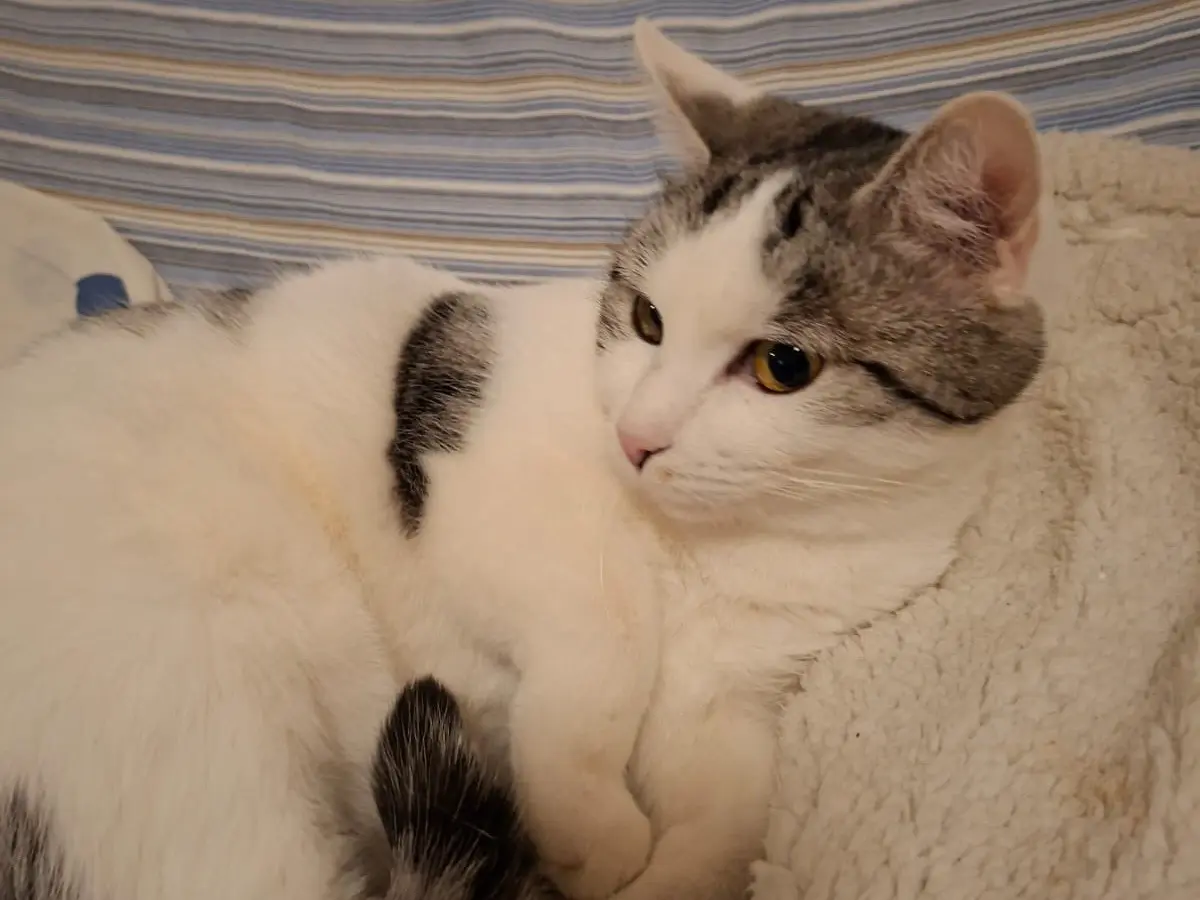 Adotta un gatto, femmina, 2 anni e 9 mesi, Perugia