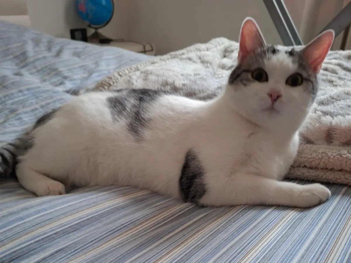 Vuoi adottare un gatto a Perugia?