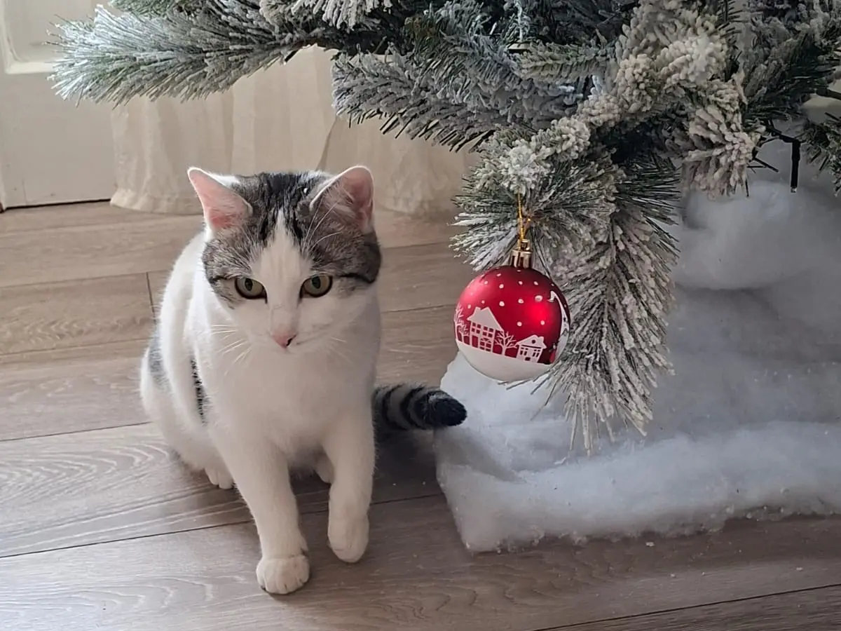 Adotta un gatto, taglia non valida, femmina, Perugia