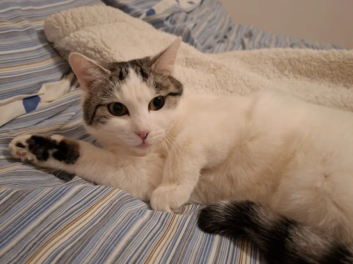 Adozione gatto, femmina, Razza sconosciuta Razza sconosciuta, 2 anni e 9 mesi, taglia non valida, Perugia