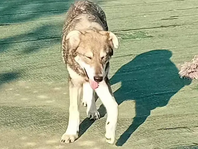 Adozione cane, femmina, Razza sconosciuta Razza sconosciuta, 1 anno e 2 mesi, taglia media contenuta, Cosenza