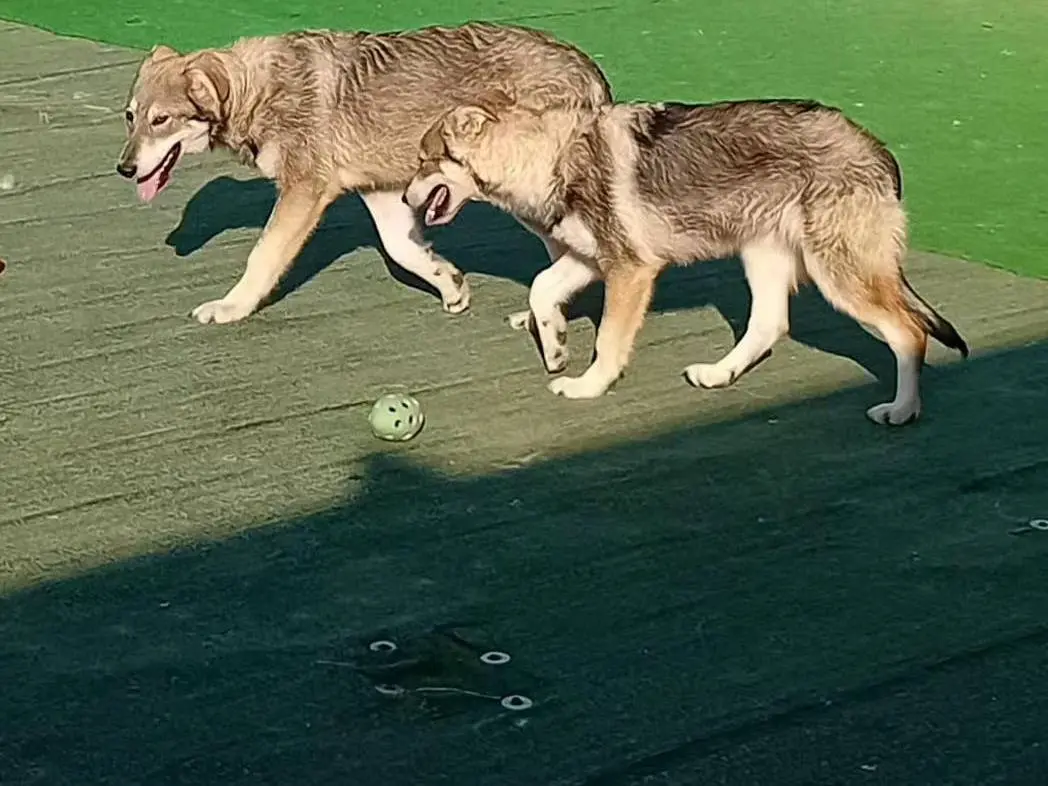 Adotta un cane, taglia media contenuta, femmina, Cosenza