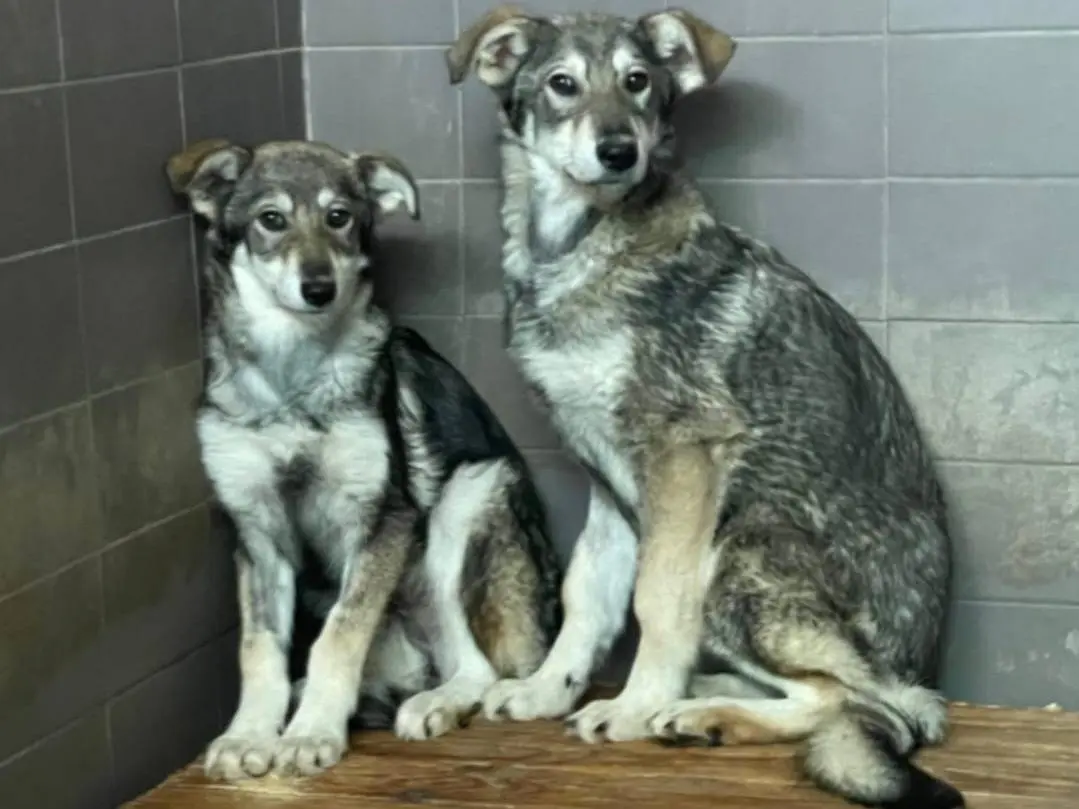 Adotta un cane, femmina, 1 anno e 2 mesi, Cosenza
