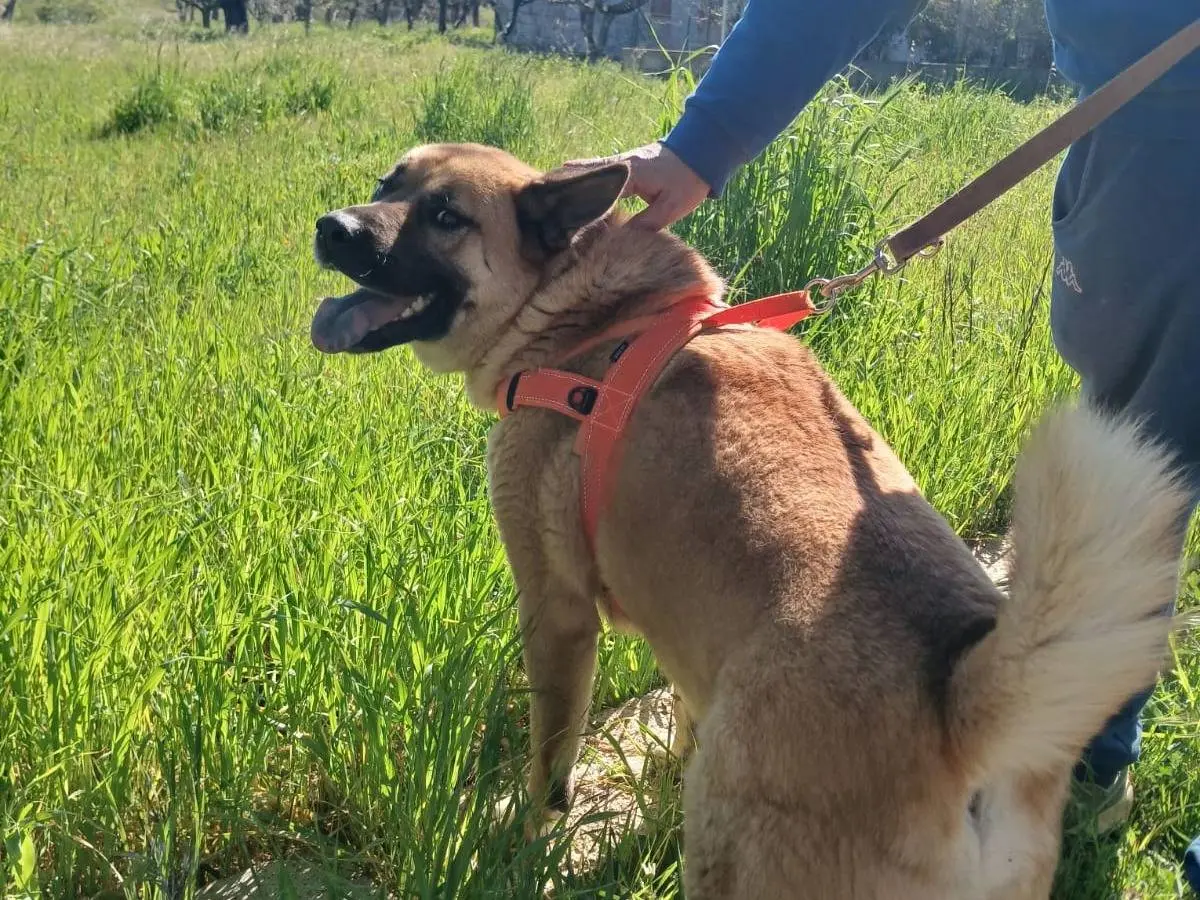 Adozione cane, maschio, Razza sconosciuta Razza sconosciuta, 2 anni e 11 mesi, taglia grande, Bari