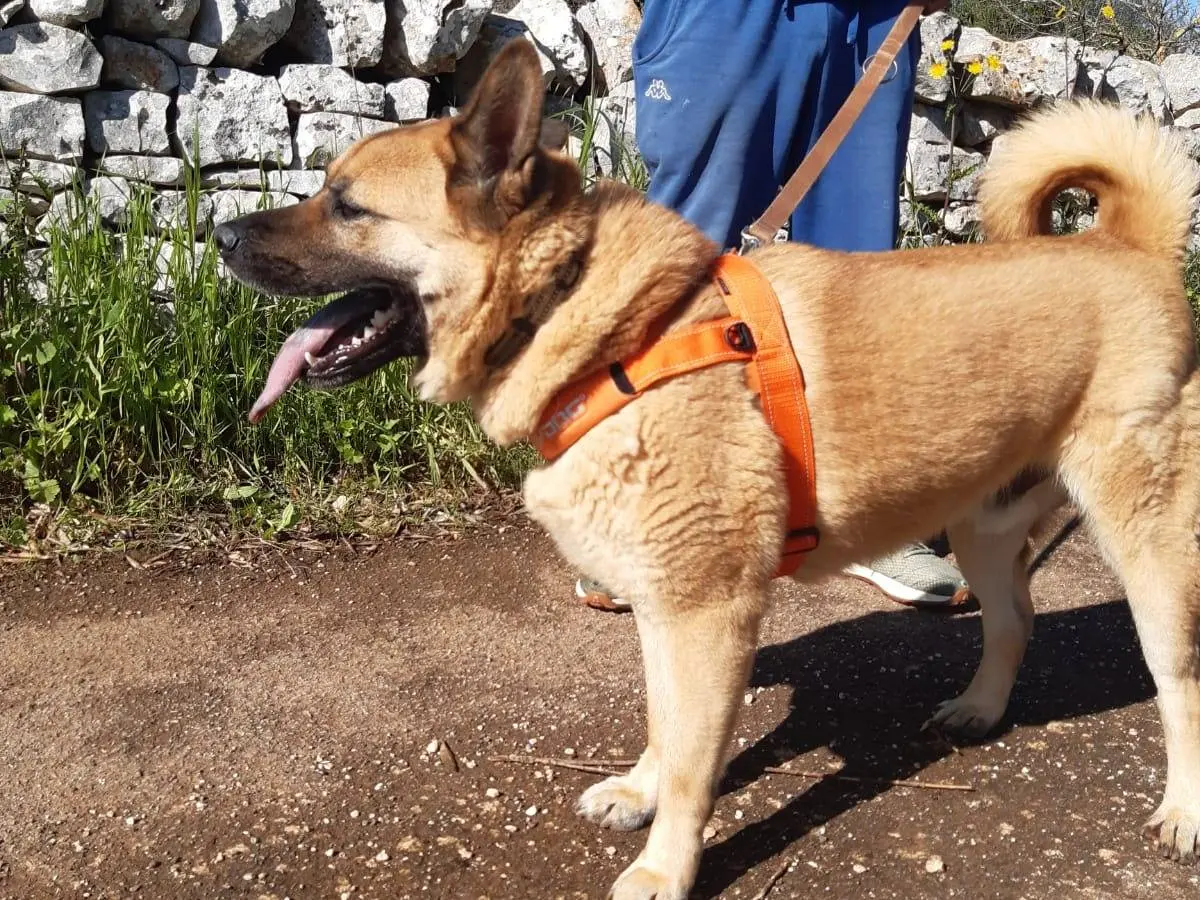 Adotta un cane, taglia grande, maschio, Bari