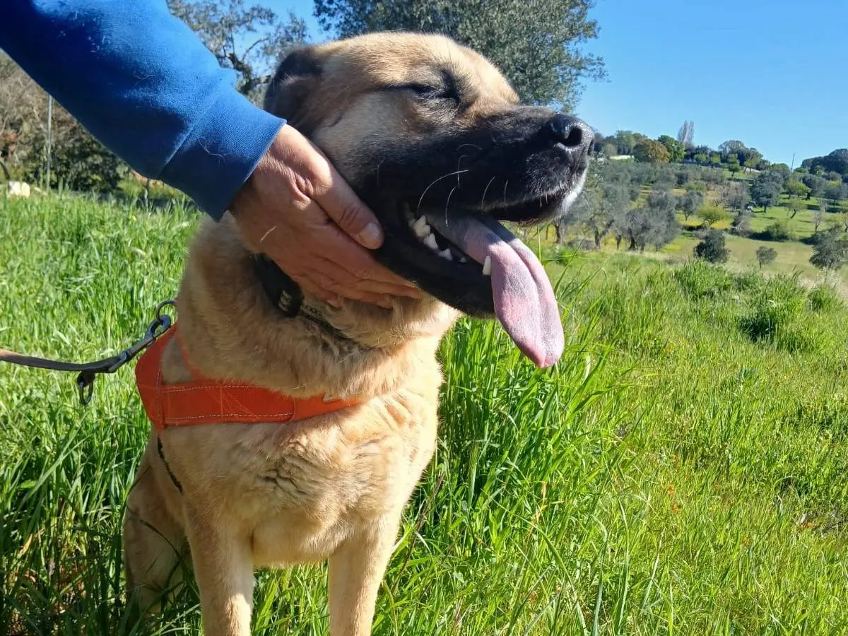 Adotta un cane, maschio, 2 anni e 11 mesi, Bari