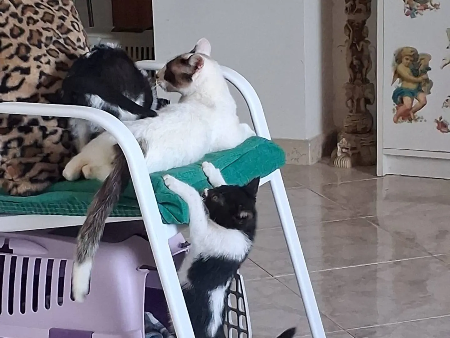 Adotta un gatto, taglia non valida, femmina, Napoli