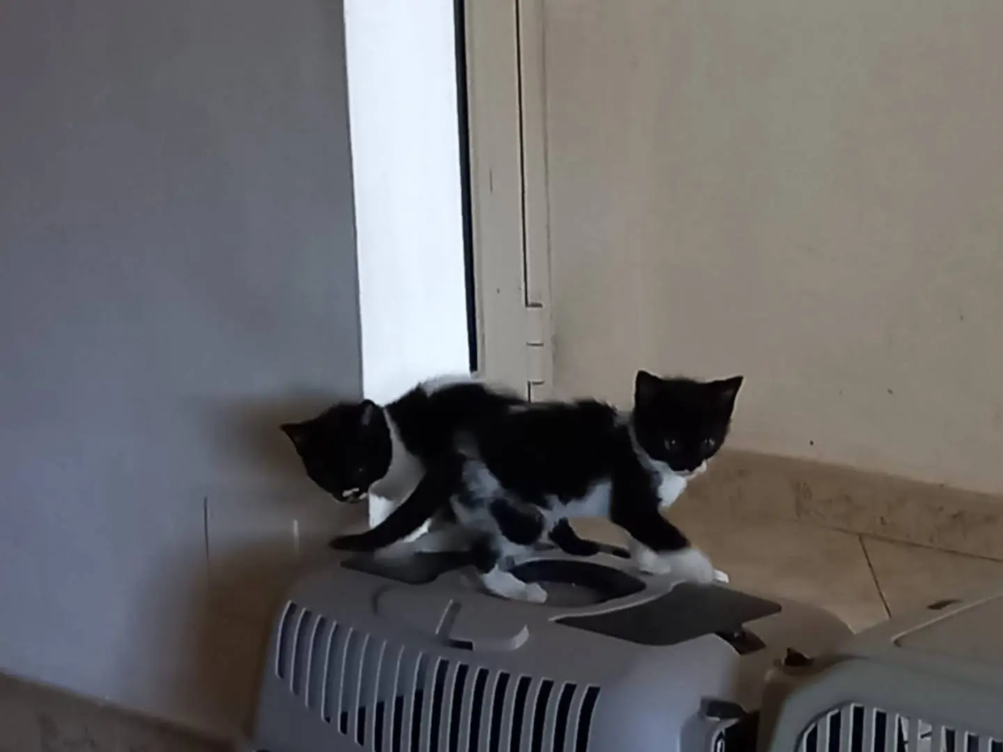 Adozione gatto, femmina, Razza sconosciuta Razza sconosciuta, 6 mesi, taglia non valida, Napoli