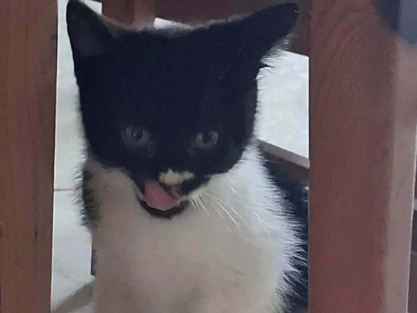 Adotta un gatto, femmina, 6 mesi, Napoli
