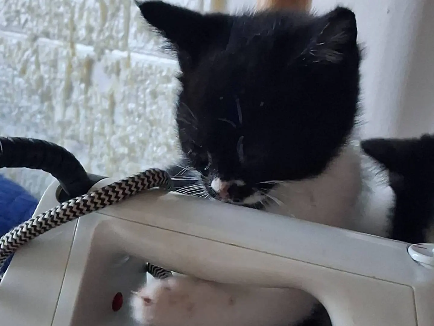 Vuoi adottare un gatto a Napoli?