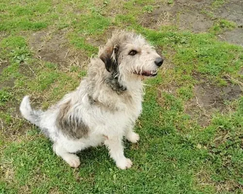 Adotta un cane, maschio, 8 anni e 9 mesi, Roma