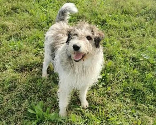 Adozione cane, maschio, Spinone, 8 anni e 9 mesi, taglia grande, Roma