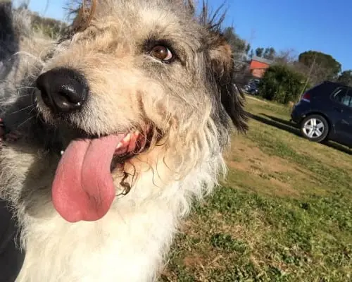 Adotta un cane, taglia grande, maschio, Roma