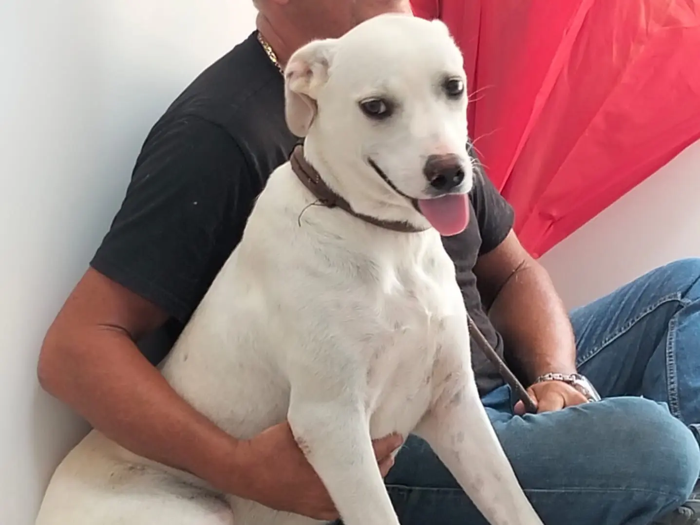 Adozione cane, femmina, Razza sconosciuta Razza sconosciuta, 1 anno e 1 mese, taglia media, Ragusa