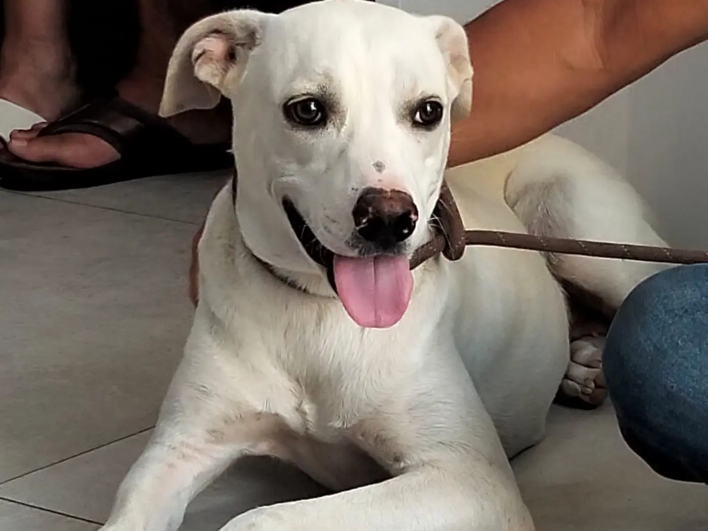 Adotta un cane, femmina, 1 anno e 1 mese, Ragusa