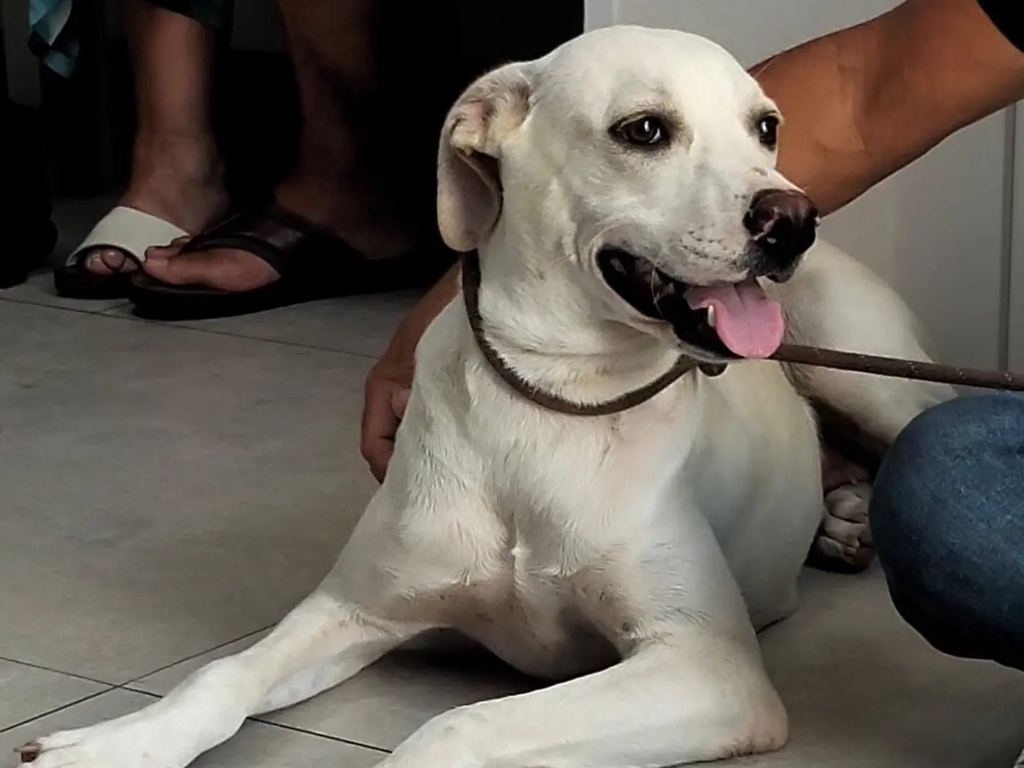 Adotta un cane, taglia media, femmina, Ragusa
