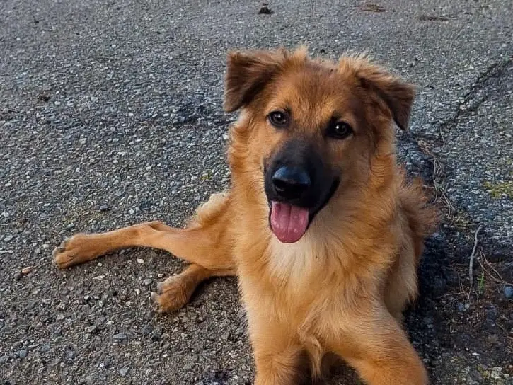 Adozione cane, maschio, Razza sconosciuta Razza sconosciuta, 5 mesi, taglia media, Crotone
